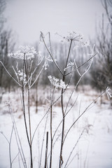 Winter flowers hemlocks with frost on a cold winter day with snowy field in background