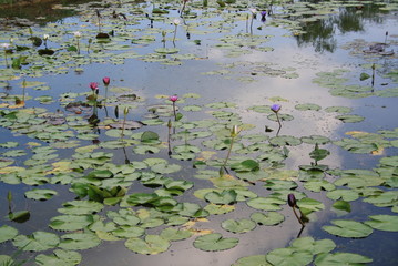 Obraz na płótnie Canvas Water lily in pond