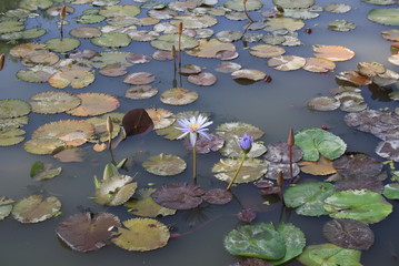 Water lily in pond