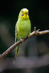 Green budgie sitting in a tree