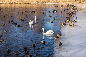Swans and ducks swimming in lake in early spring