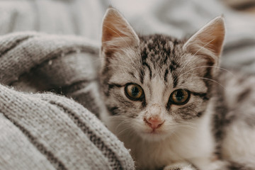 Beautiful closeup cute cat, resting in a comfortable cozy warm way. Winter mood represented by a...