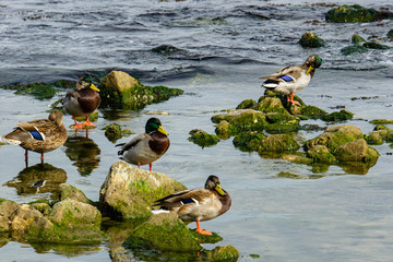 Feodosia, Crimea, Russia - September 26, 2019. Wild ducks and drakes walk on stones. Stones near shore in water of emerald color. Waves wash stones. Sunny autumn day on Black Sea coast.