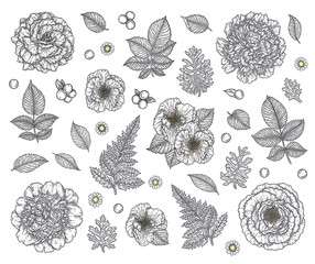 Rose, peonies flowers, berries and leaves hand drawn in lines set. Black and white monochrome graphic doodle elements. Isolated vector illustration, template for design