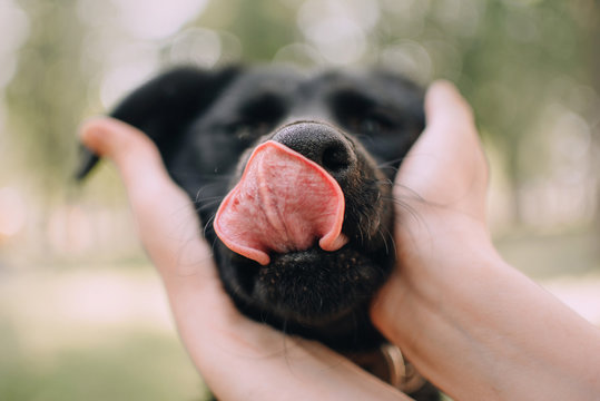 close up shot of a dog nose and tongue outdoors
