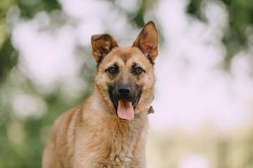 shepherd mix dog portrait outdoors in summer