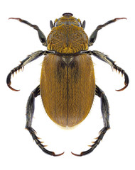 Beetle Brancoplia leucaspis on a white background