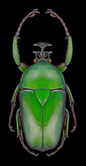 Beetle Dicronorrhina micans on a black background