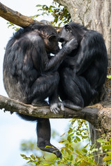 Two chimpanzees grooming each other in a tree