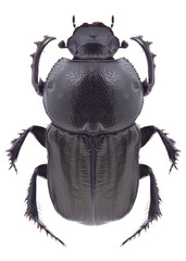 Beetle Onitis damoetas on a white background