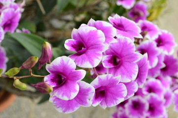 Fototapeta na wymiar Dendrobium flowers are blooming in garden
