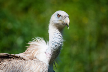 Closeup portrait of a eurasian griffon
