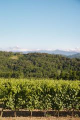 Fototapeta na wymiar La Scolca winery, Piedmont, Italy