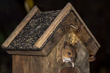 Der Kopf einer Maus schaut aus einem Nistkasten heraus