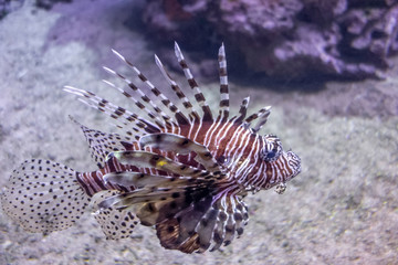 Fototapeta na wymiar Red lionfish