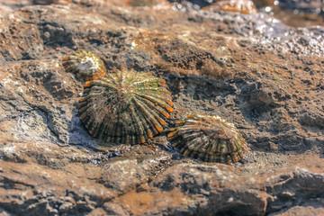 Shells in the water, ocean coast.