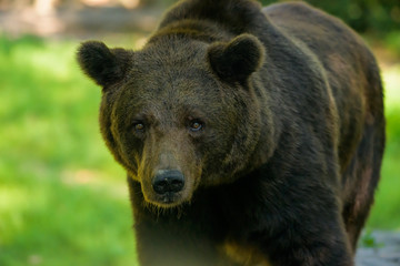 Fototapeta premium Closeup of a european brown bear