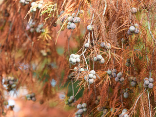 Metasequoia glyptostroboides |  Branches pendantes du Métaséquoia de Chine ou sapin d'eau au feuillage rouge cuivré d'automne, garni de cônes globuleux