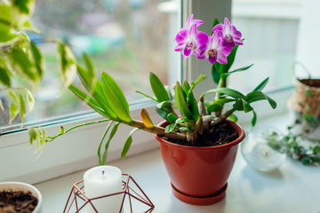 Dendrobium orchid. Home plats growing on window sill. Interior decor with flowers - obrazy, fototapety, plakaty