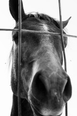 horse behind bars, comcept, animal abuse, black and white photography