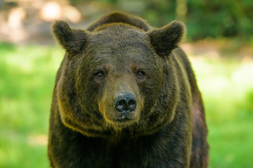 Fototapeta premium Closeup of a european brown bear