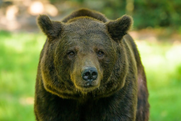 Closeup of a european brown bear