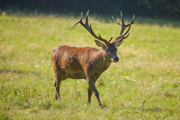 European red deer stag in a meadow