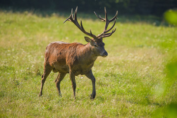 European red deer stag in a meadow