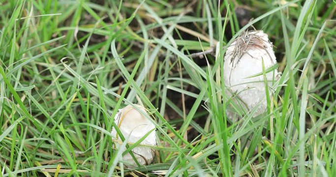 White mushroom dung beetle