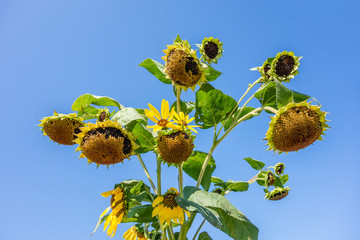 sunflower heads