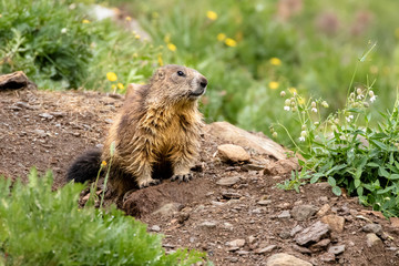 marmotta fuori dalla sua tana