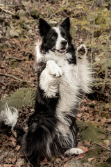 Fototapeta premium Bordercollie
