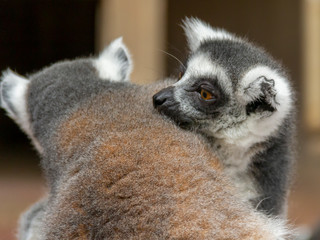 Ring-tailed lemurs