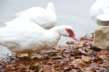 patos blancos