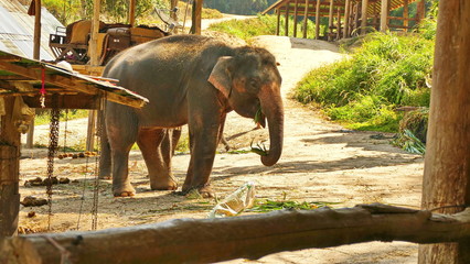 junger elefant beim fressen,  Elefant im wildlifepark,