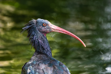 Closeup of a northern bald ibis