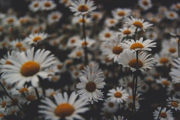 yellow flowers on a background © singerfotos
