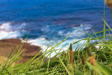Blue ocean waves and green grass, coast in Santander, Spain.