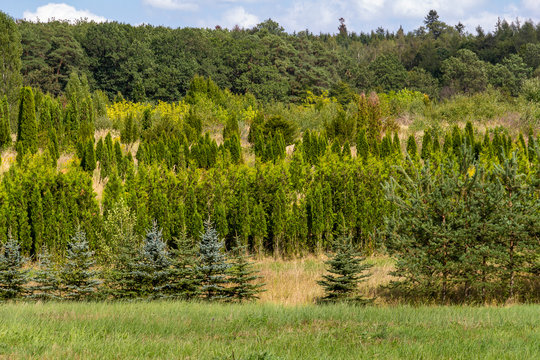 tree nursery