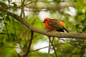 Male madagascan red fody in a tree