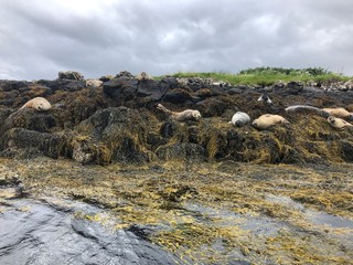 rocks in the mountains and seals