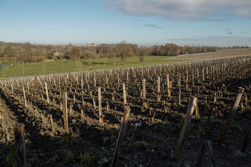 Fototapeta na wymiar Chateau Grand Puy Lacoste winery, Bordeaux, France