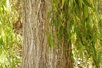 a big old willow with green leaves