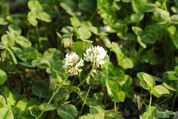 two withered Lucky clovers flowers