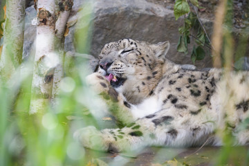 Closeup of a snow leopard in a rocky environment
