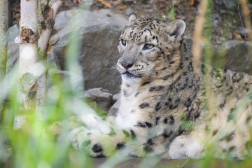 Closeup of a snow leopard in a rocky environment