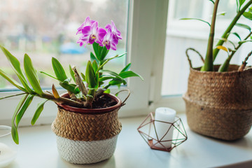 Dendrobium orchid. Home plats growing on window sill. Interior decor with flowers