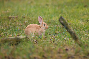 Domestic bunny in a field