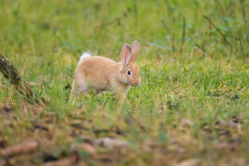 Domestic bunny in a field