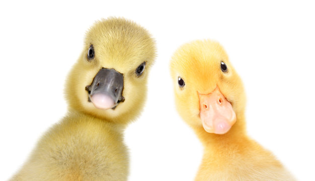 Portrait of a curious gosling and duckling, closeup, isolated on a white background